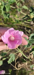 Malva alcea