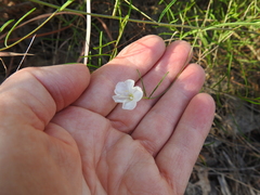 Stylisma pickeringii