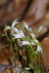 Triphora trianthophoros