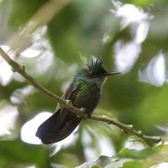 Orthorhyncus cristatus