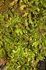 Brachythecium rutabulum