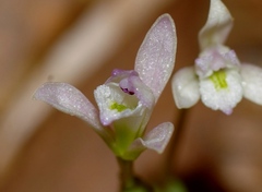 Triphora trianthophoros