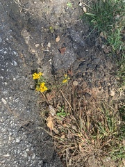 Coreopsis lanceolata