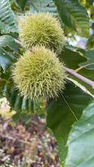 Castanea mollissima