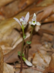 Triphora trianthophoros