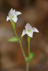 Triphora trianthophoros