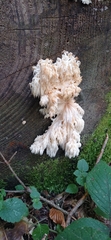 Hericium alpestre