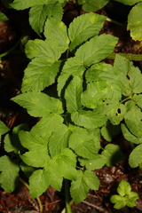 Aegopodium podagraria