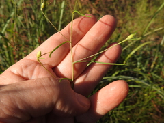 Stylisma pickeringii