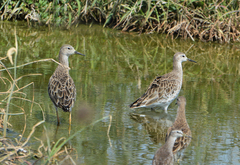 Calidris pugnax