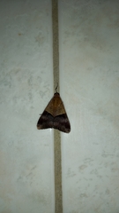 Melipotis fasciolaris