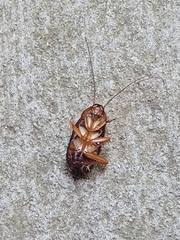 Periplaneta fuliginosa