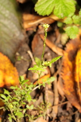 Sisymbrium officinale