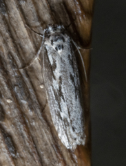 Ethmia discostrigella