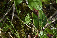 Galium trifidum