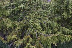 Cupressus nootkatensis