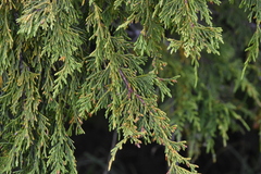 Cupressus nootkatensis