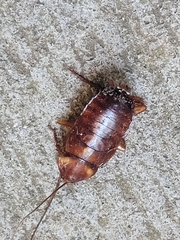 Periplaneta fuliginosa