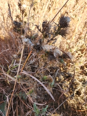 Cirsium vulgare