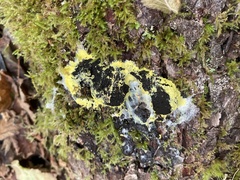Fuligo septica