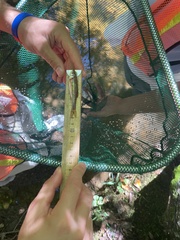 Clinostomus funduloides