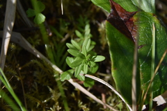 Galium trifidum