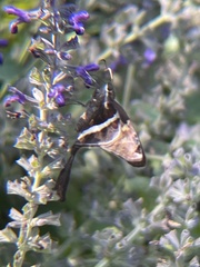 Chioides albofasciatus