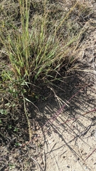 Bouteloua curtipendula