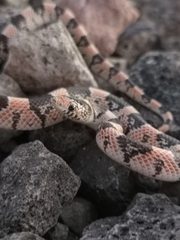 Rhinocheilus lecontei