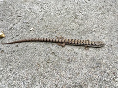 Elgaria multicarinata webbii