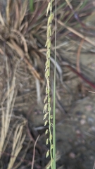 Bouteloua curtipendula