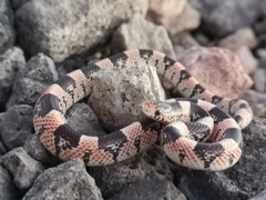 Rhinocheilus lecontei