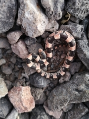 Rhinocheilus lecontei