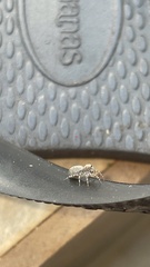 Euophryini
