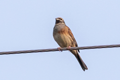 Emberiza cirlus