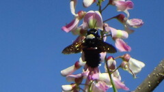 Xylocopa
