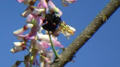 Xylocopa