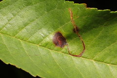 Lyonetia clerkella