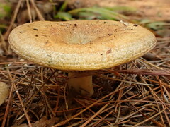 Lactarius chelidonium