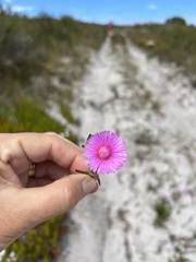 Lampranthus tenuifolius