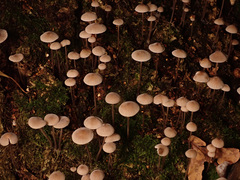 Mycena metata