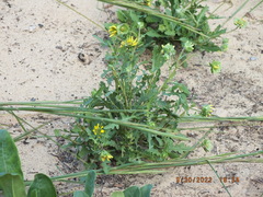 Berlandiera subacaulis