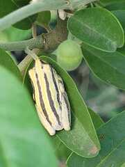 Hyperolius marmoratus