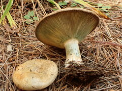Lactarius chelidonium