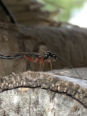 Ephialtes manifestator