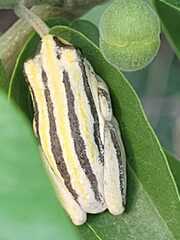 Hyperolius marmoratus