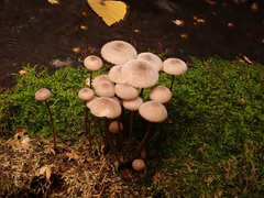 Mycena metata