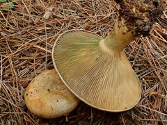 Lactarius chelidonium