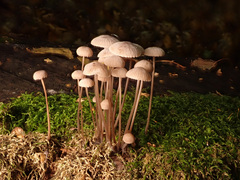 Mycena metata