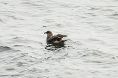 Stercorarius chilensis